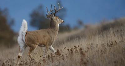 Missouri deer poacher h1
