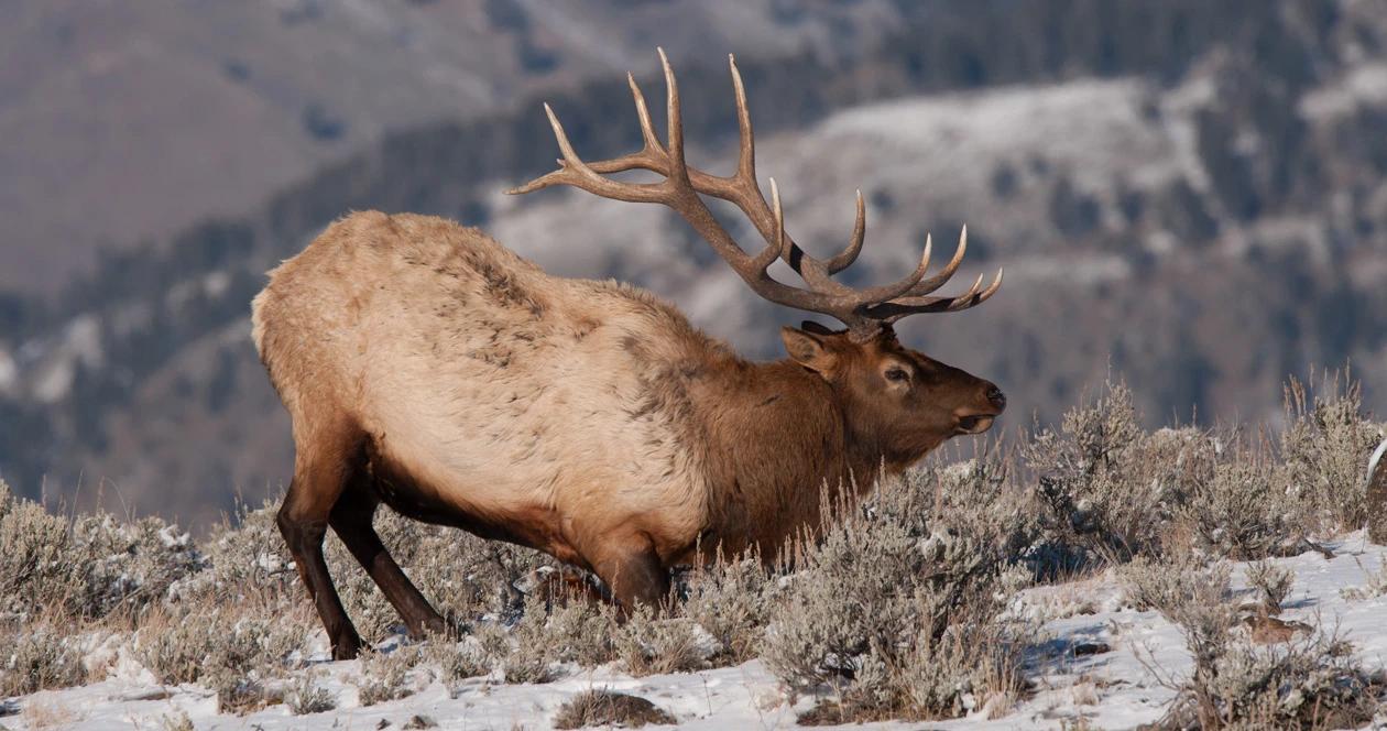 2021 montana deer elk application numbers 1