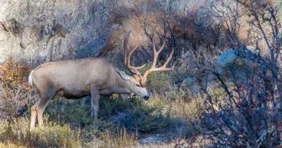 California plans to cull 2000 mule deer on catalina island 1