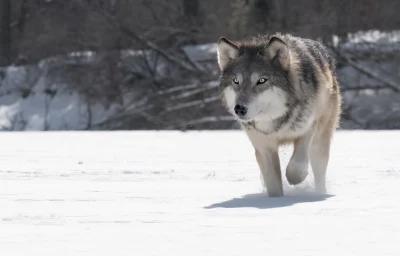 Wolf shot in Utah h1