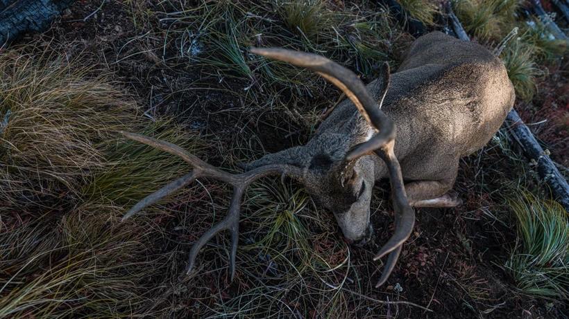 How to get a mule deer tag every year