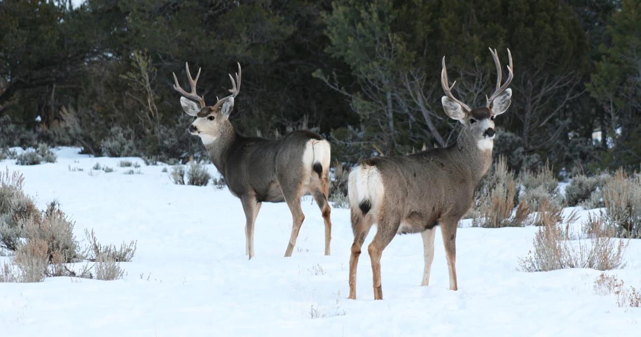 Montana mule deer h1_9
