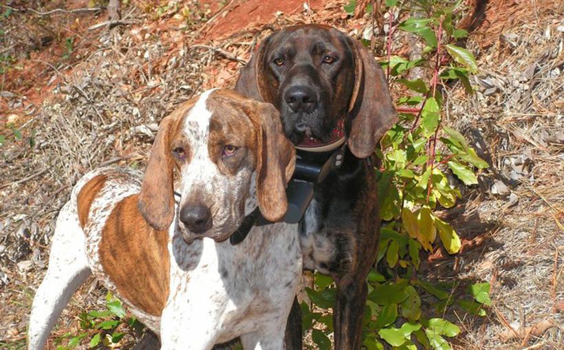 Two bear hunting hounds