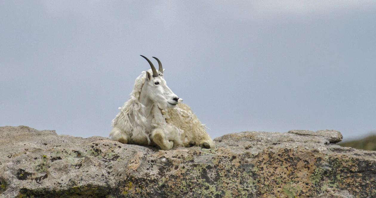 Wyoming mountain goat cull teton h1