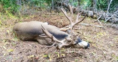 Brett Ross 300 inch Colorado deer