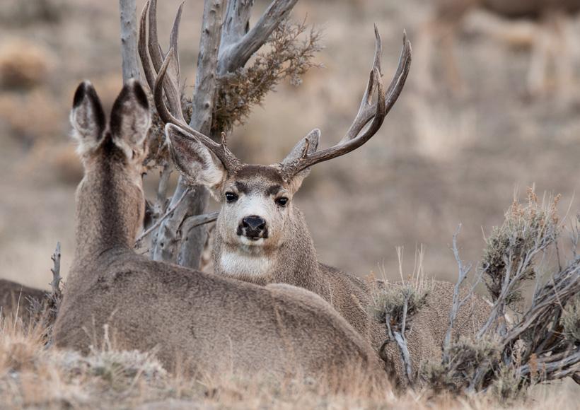 Large mule deer buck lockdown with doe
