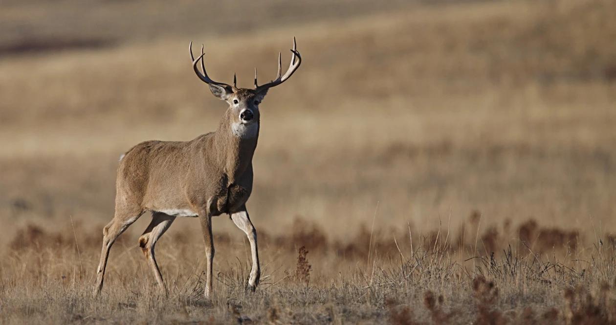 North dakota deer gun application strategy 1