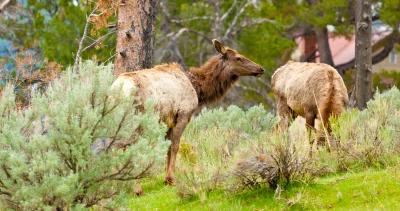 Elk hoof rot disease california h1
