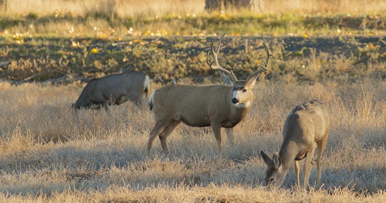 Wyoming mule deer h1