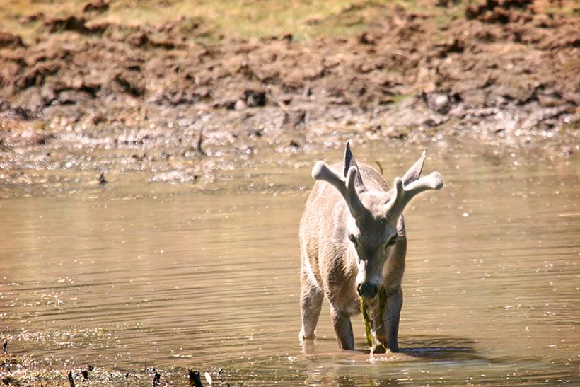 Coues deer buck in water