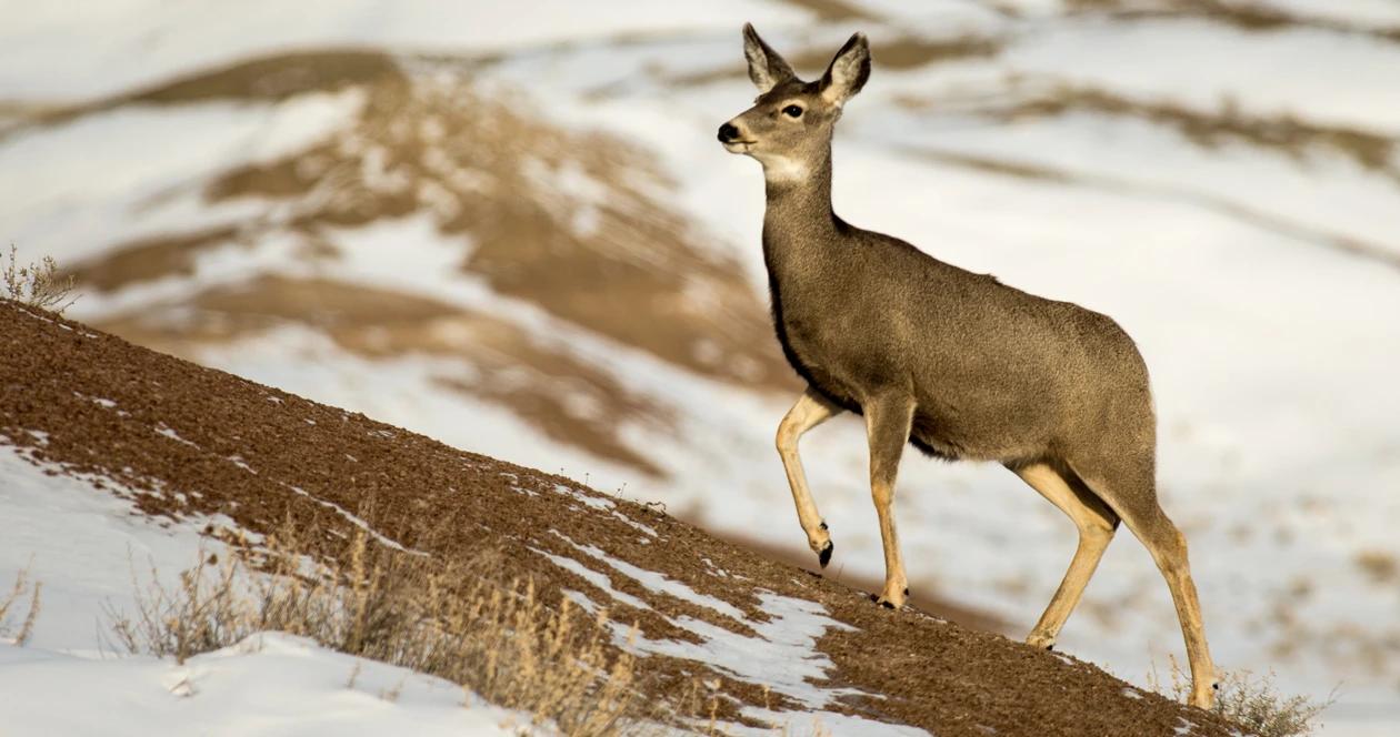 Antlerless deer tags north dakota h1
