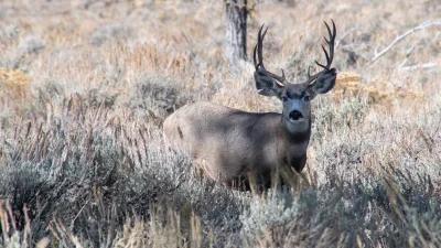 2024 Oregon deer hunting application strategy article