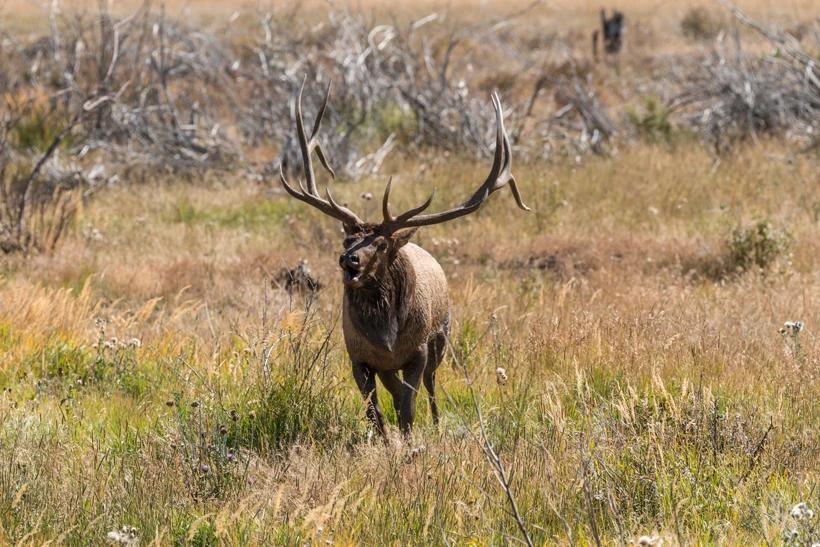 APPLICATION STRATEGY 2015: Wyoming elk