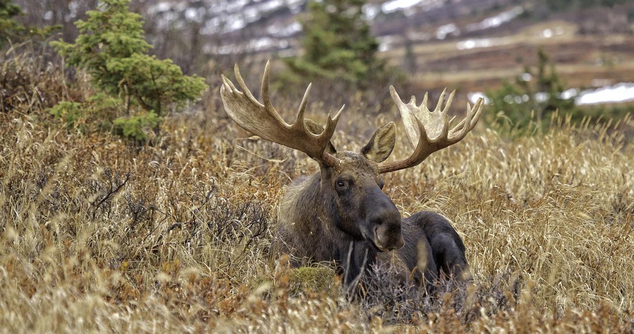 Colorado shiras moose h1