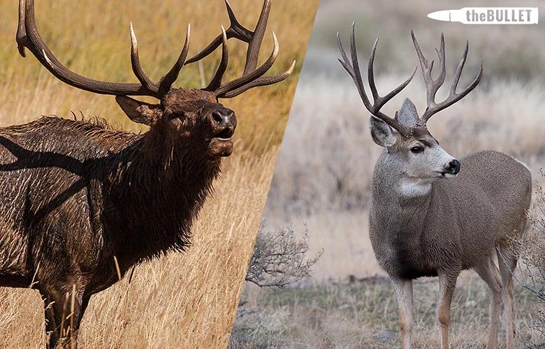 Thebullet bulls vs bucks which would you rather hunt 1