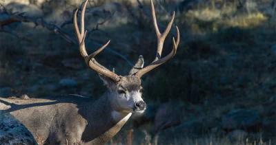 Application strategy 2022 wyoming deer and antelope h1