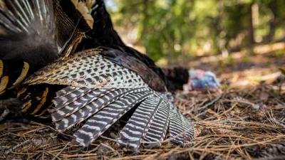 Mountain turkey hunting tips for success this spring