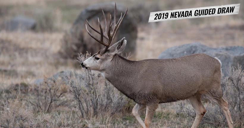 How to apply for the 2019 nevada guided mule deer draw 1