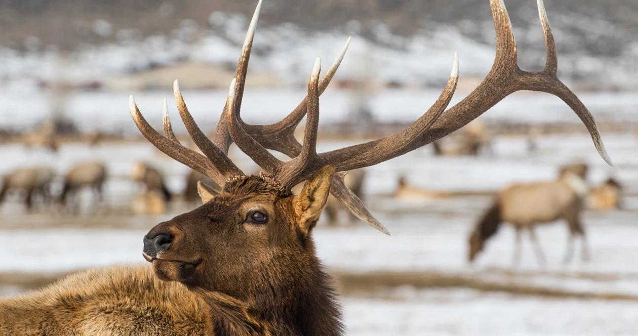 Wyoming elk feeding h1