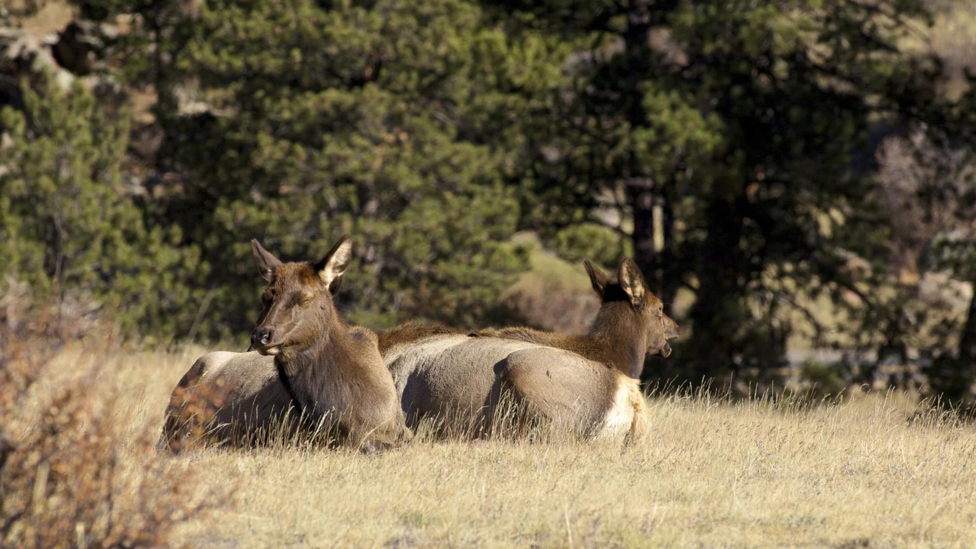 2024 Montana antlerless application overview