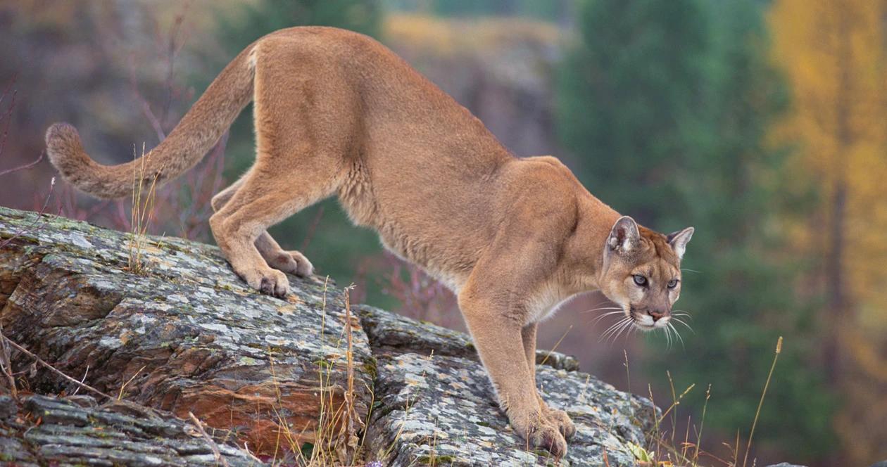 New initiative could ban mountain lion hunting in colorado 1