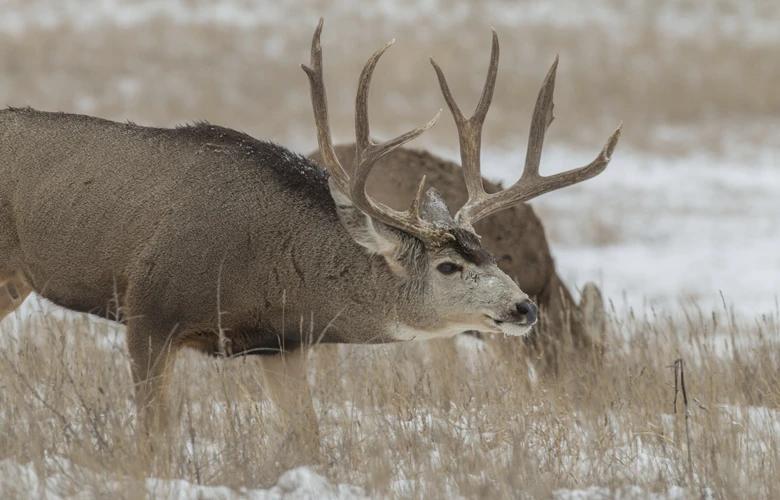 Rutting mule deer buck h1