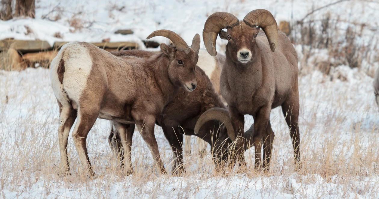 Wyoming bighorn sheep h1_2
