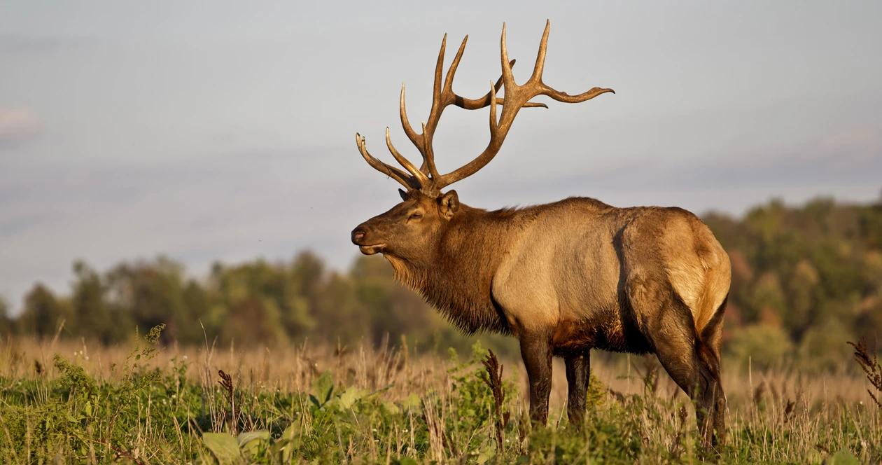 Michigan celebrates elk population 1