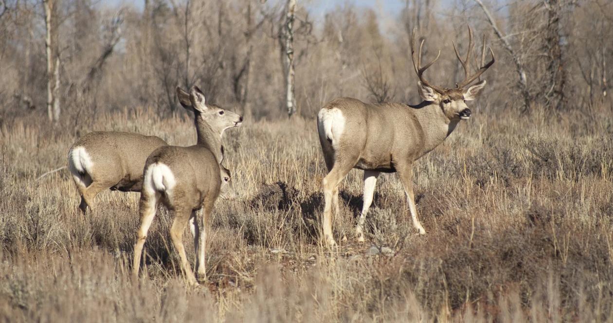 Montana mule deer h1_12