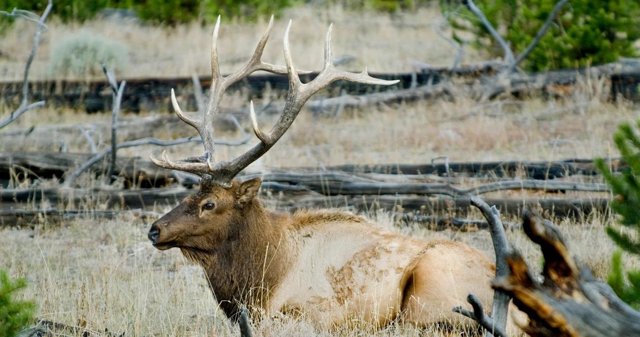 2023 arizona elk and antelope application strategy 1