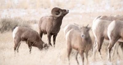 washington disease bighorn sheep H1