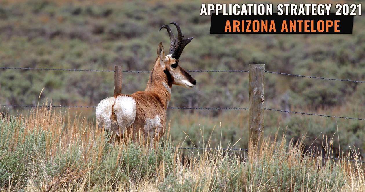 Arizona antelope application strategy h1