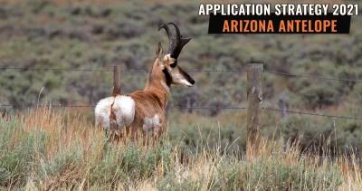 Arizona antelope application strategy h1