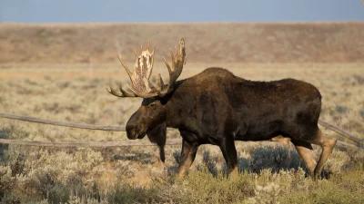 Nevada prepares for inaugural moose hunt