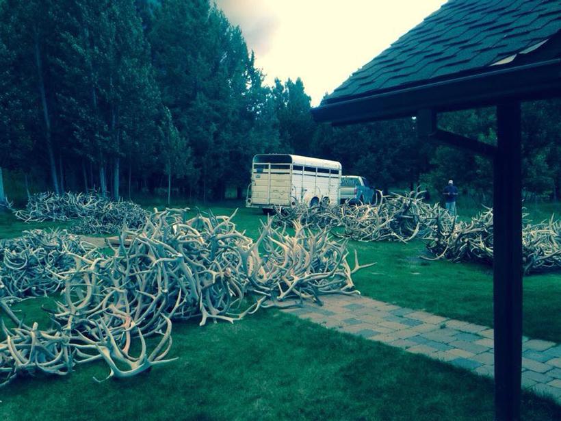 Yard full of shed antlers