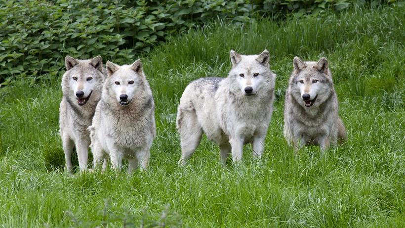 Wolves could lose federal protections in the lower 48