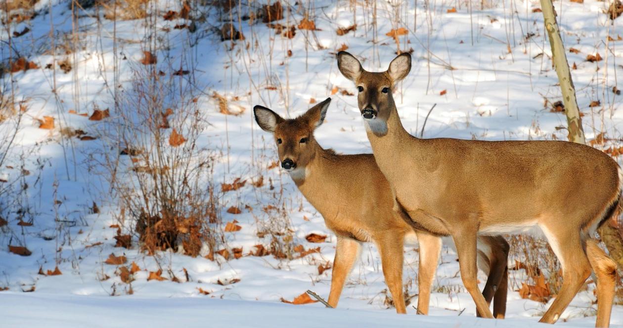 Kansas poacher over 60 deer h1_0
