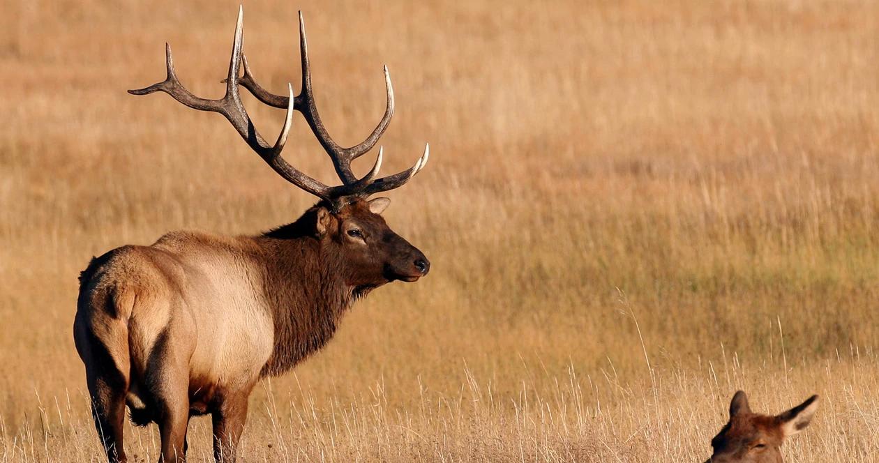 Bull elk in field 1