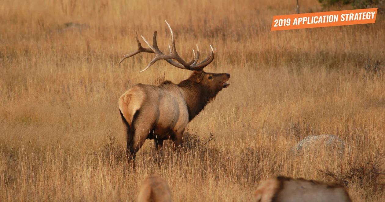 2019 new mexico elk and deer application strategy article 1