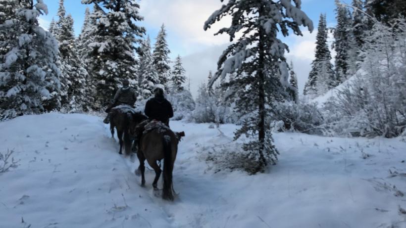 Riding horses through the snow