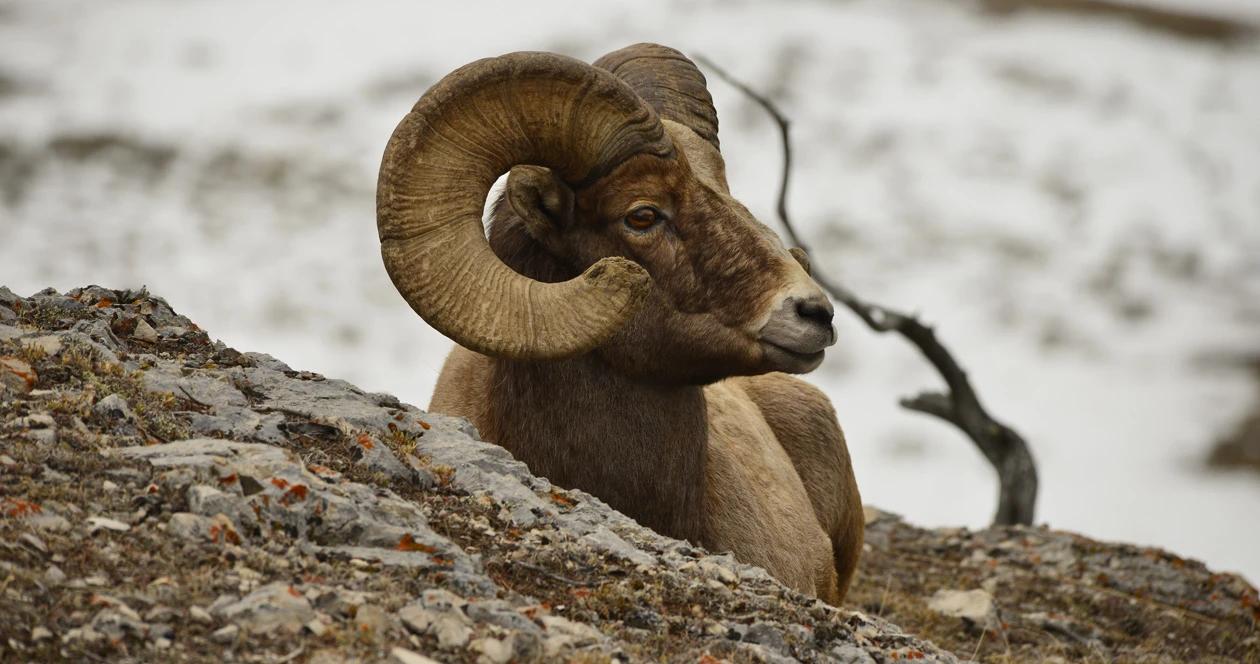 2022 montana moose sheep goat bison application strategy 1