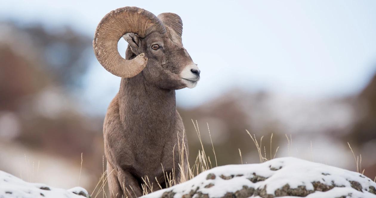 Friday news montana bighorn sheep h1
