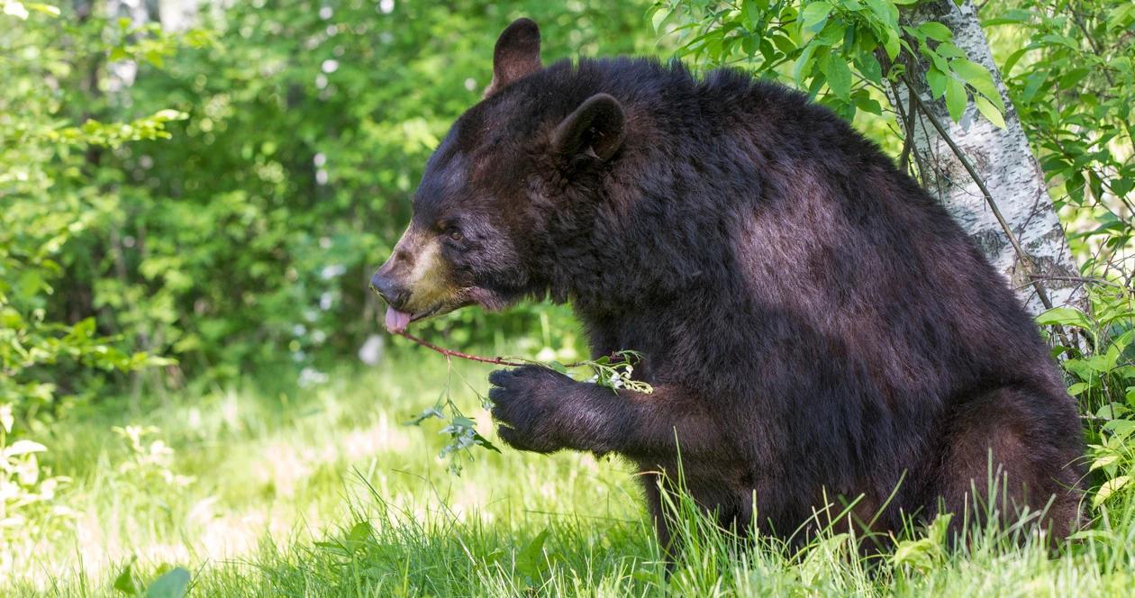 Michigan black bears h1