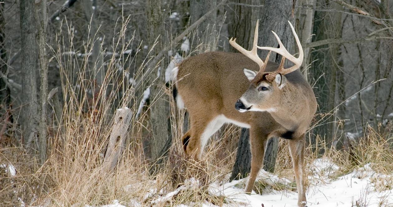 New york whitetail deer h1