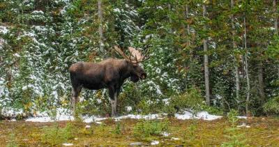 2022 utah sheep moose goat bison application strategy 1