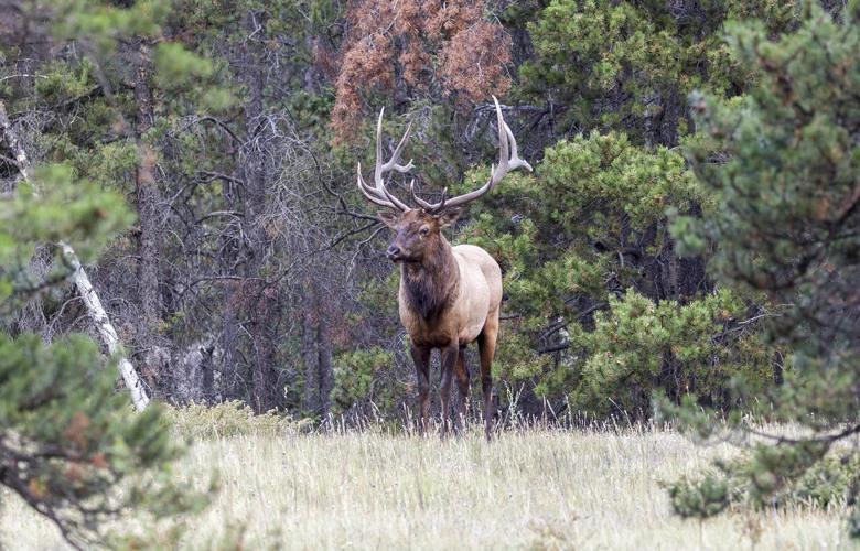 Wyoming bull elk in timber 1