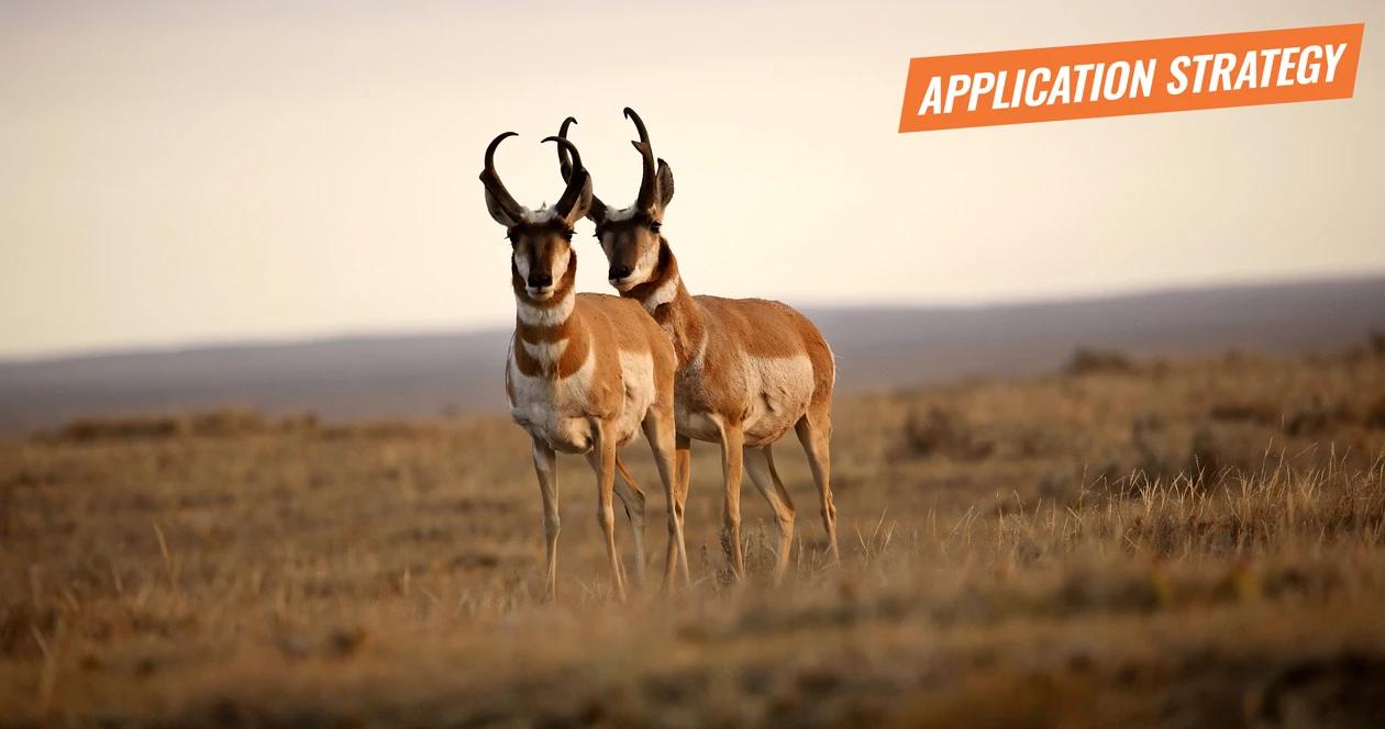 2018 montana antelope application strategy article 1