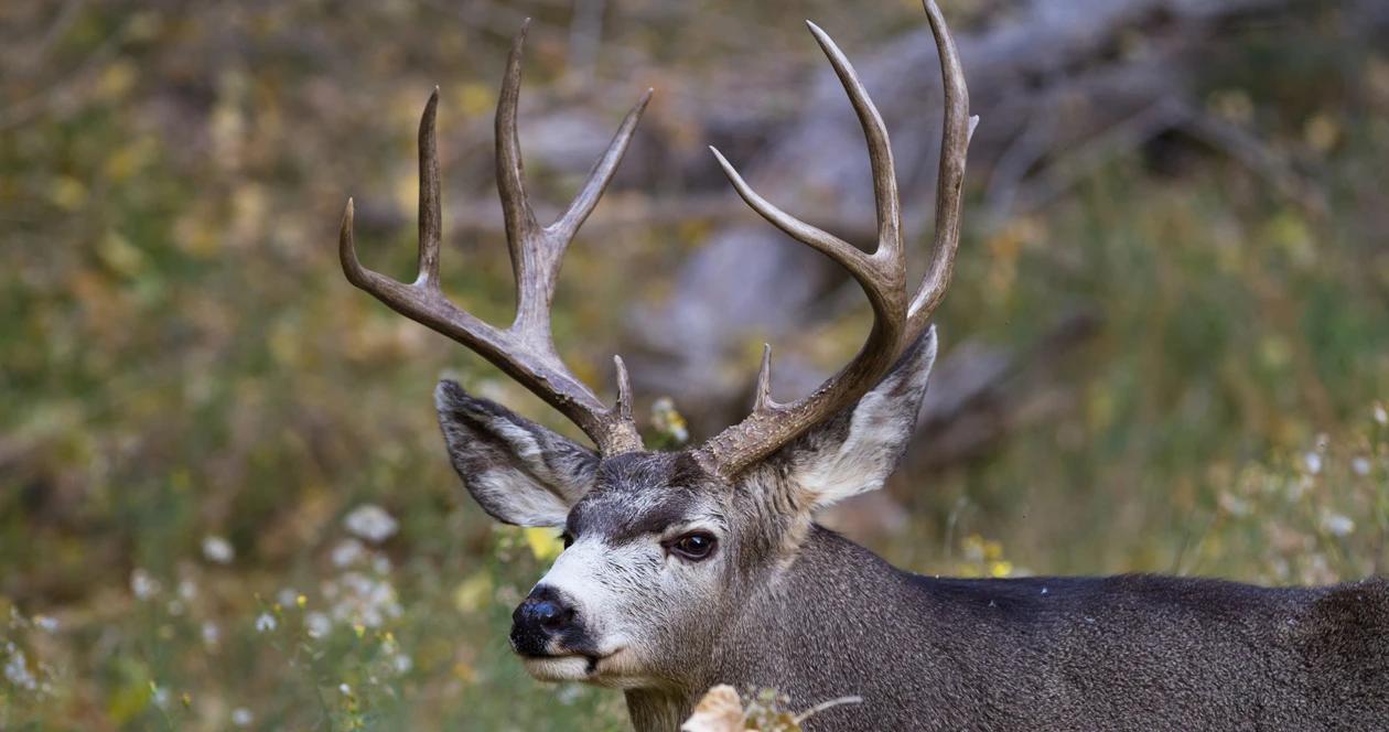 Alaska mule deer h1
