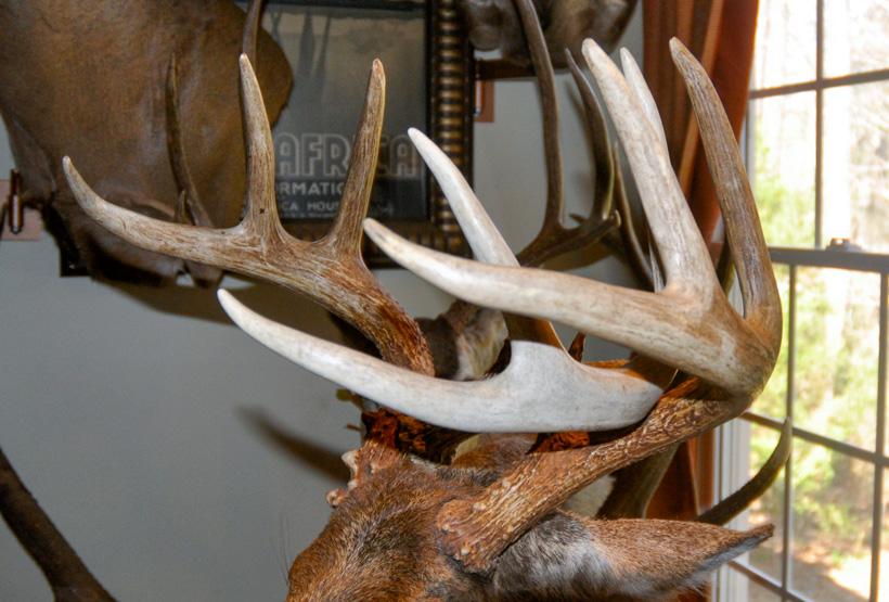 Last years shed antler next to mounted buck