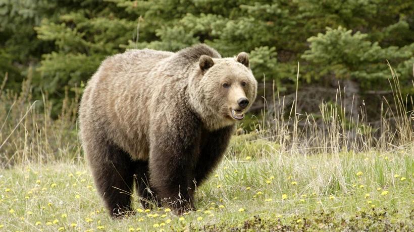 Wyoming steps closer to finalizing grizzly bear hunt regulations